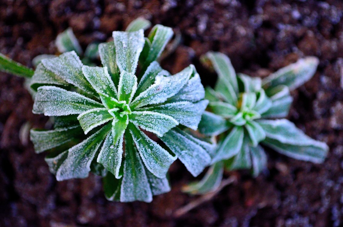 Download Wallpaper Macro frozen plant in the nature - Winter cold season time