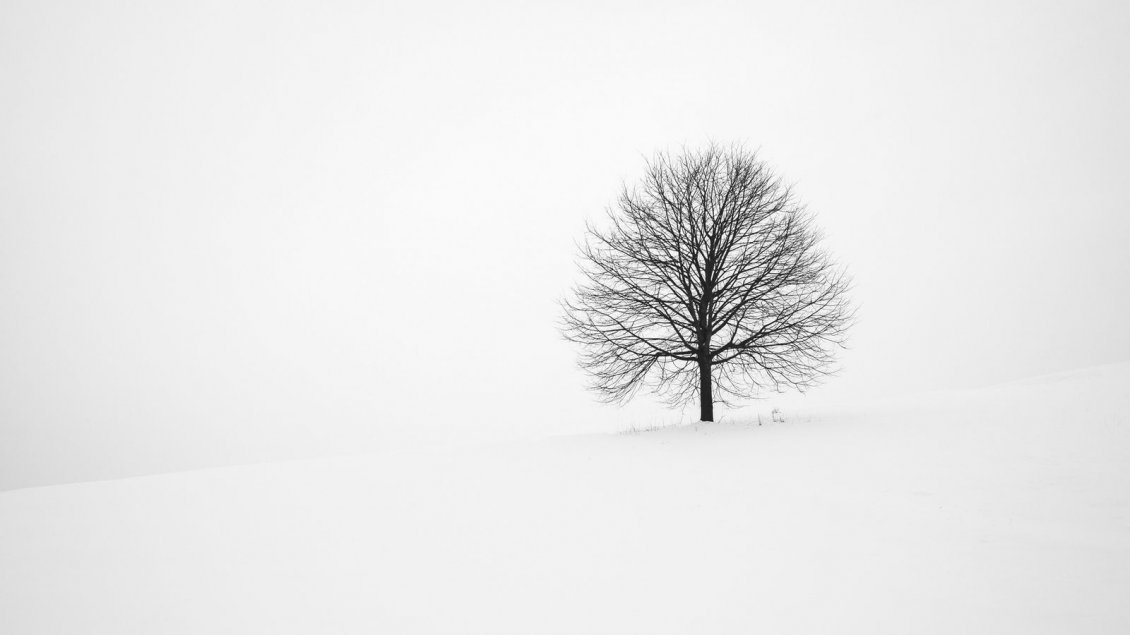 Download Wallpaper White nature and one single tree - HD wallpaper