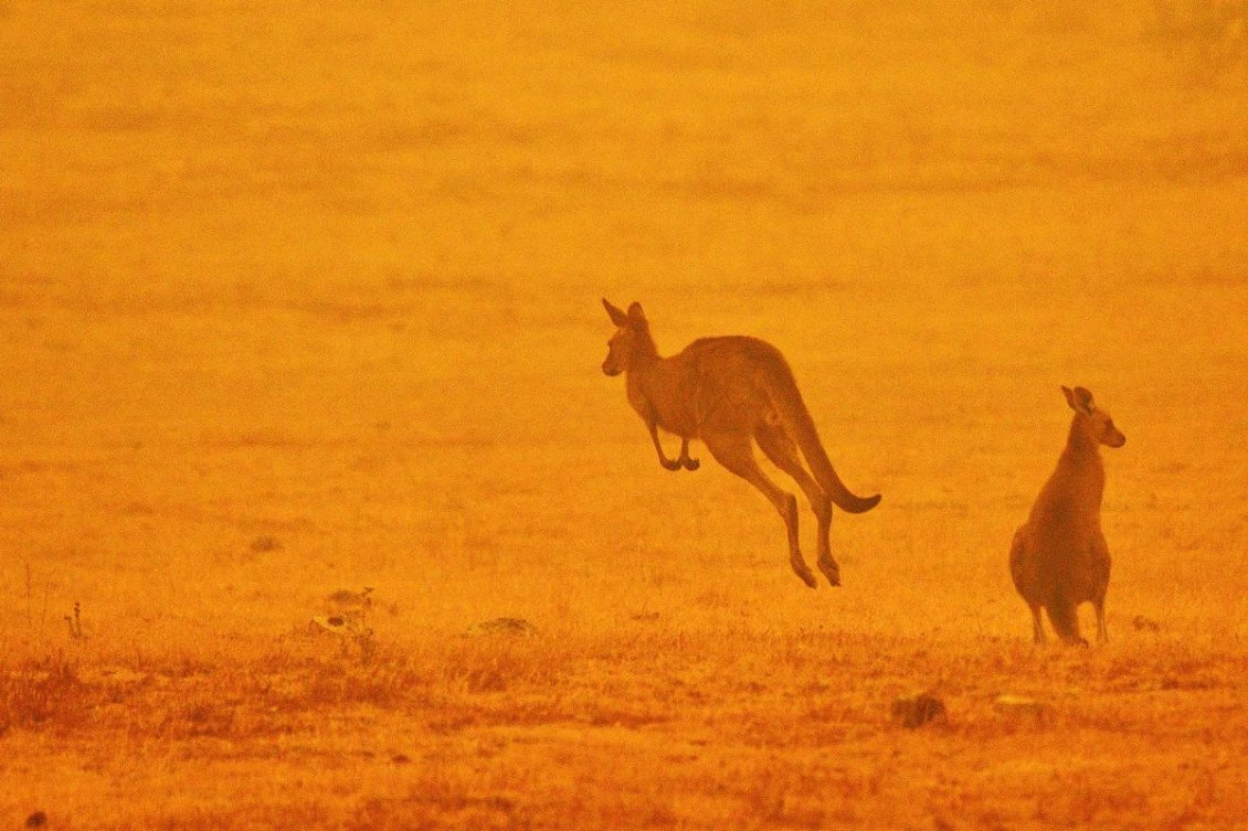 Download Wallpaper Kangaroo from Australia - Animals burn in fire sad year