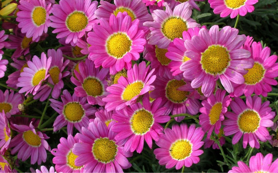 Download Wallpaper Beautiful pink Marguerite Daisy flowers in all background