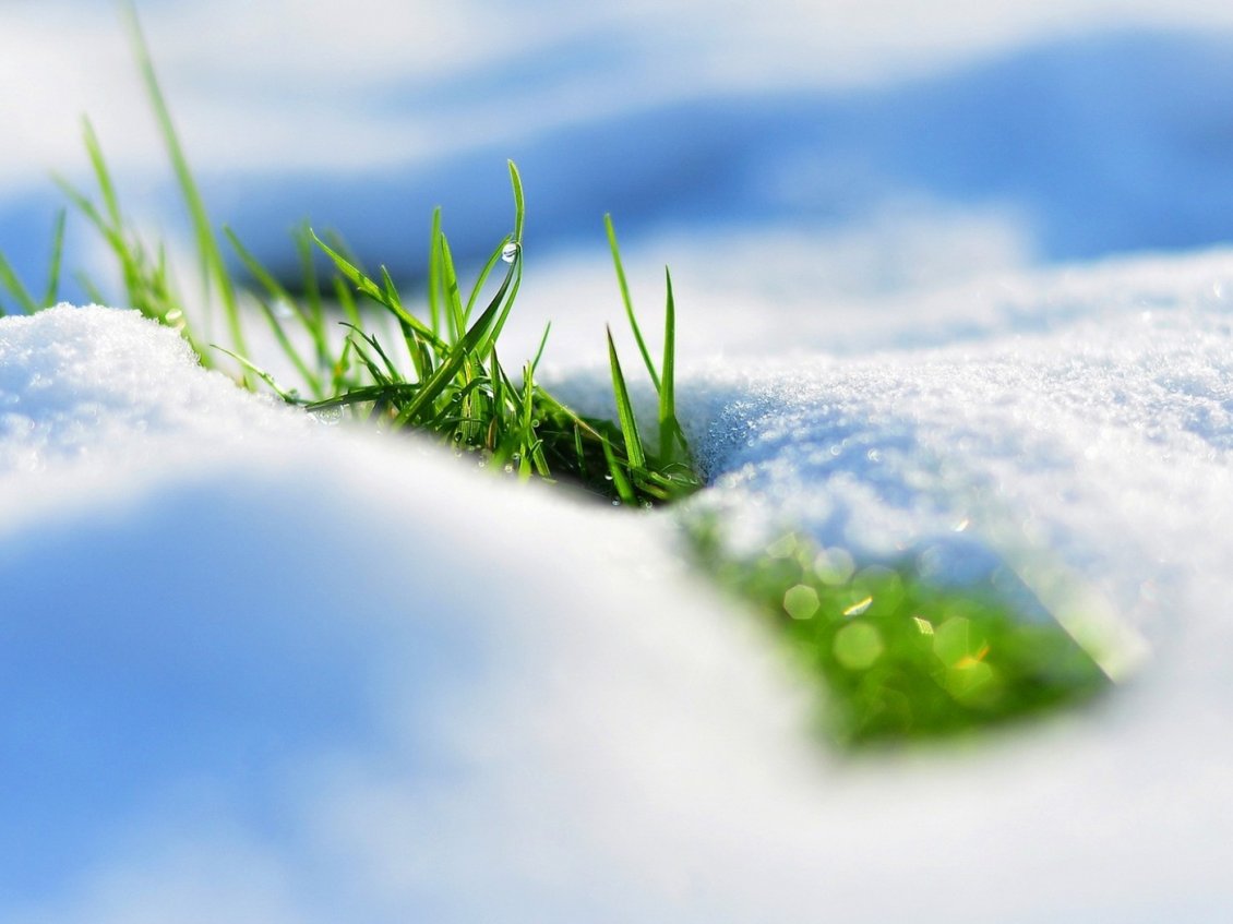 Download Wallpaper Fresh green grass wake up under the cold snow - Spring time