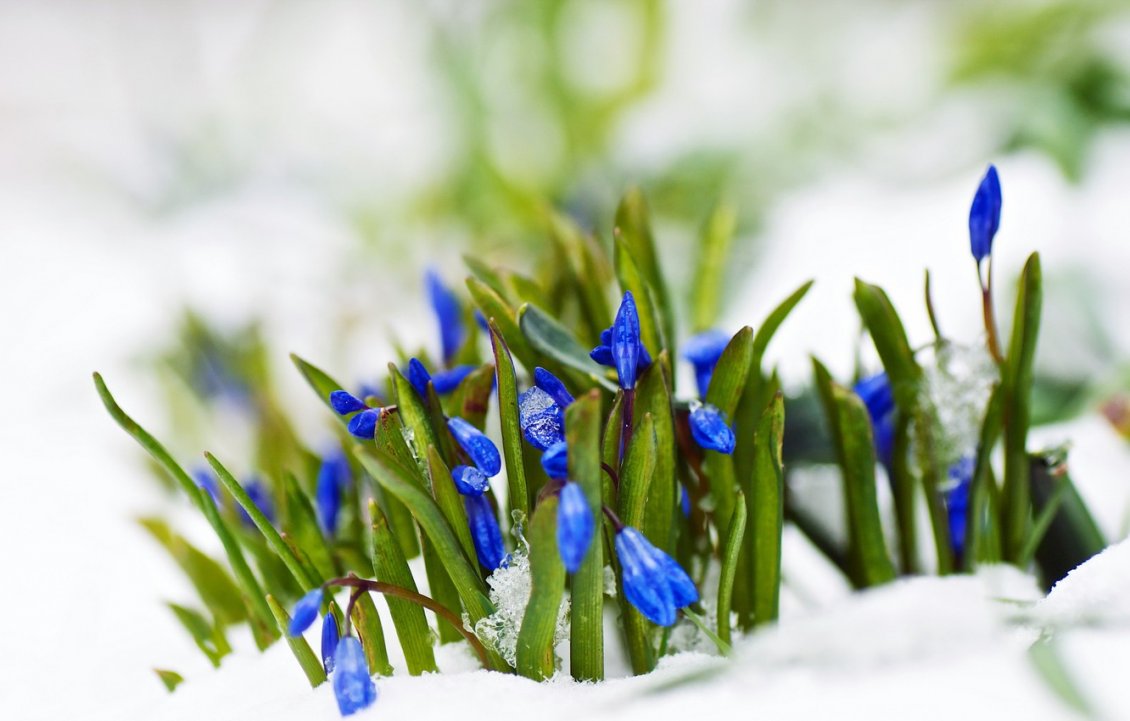 Download Wallpaper Little blue flowers early Spring season - Cold snow on grass