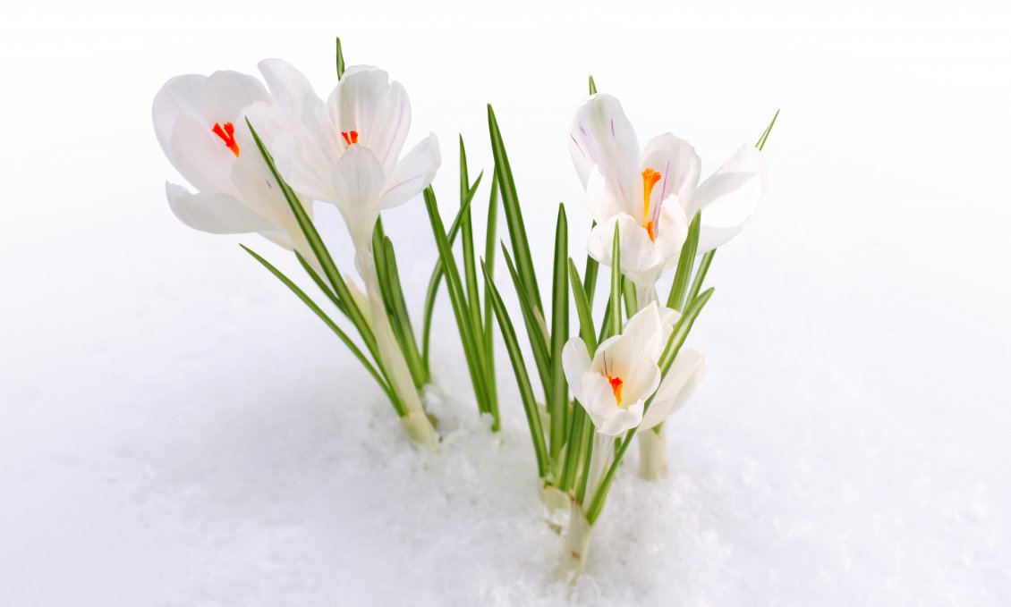 Download Wallpaper Wonderful white spring flowers under the cold snow