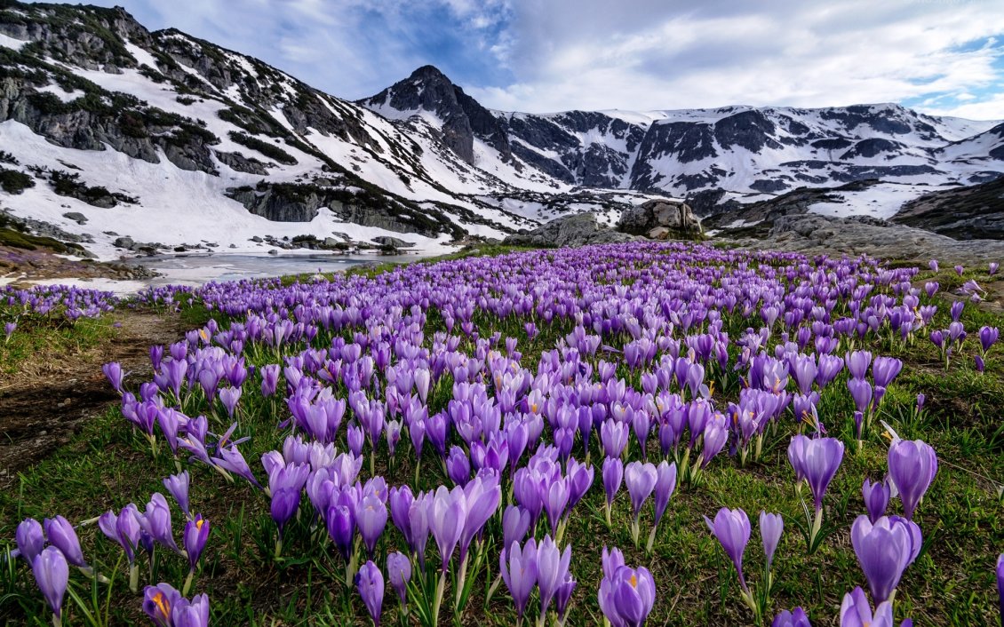 Download Wallpaper Spring purple flowers on a Natural Park near mountains