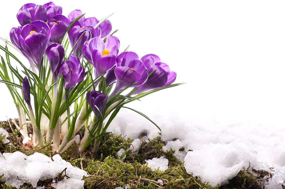 Download Wallpaper Beautiful purple bouquet of Crocuses - Spring season