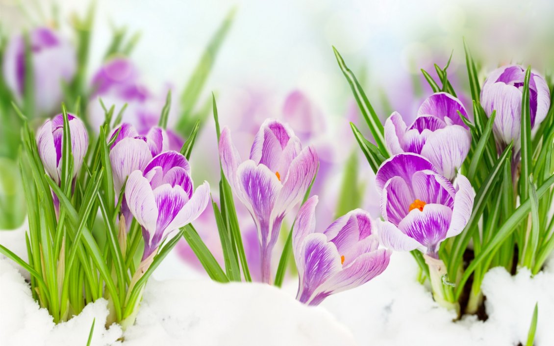 Download Wallpaper Good morning beautiful purple Crocuses spring flowers