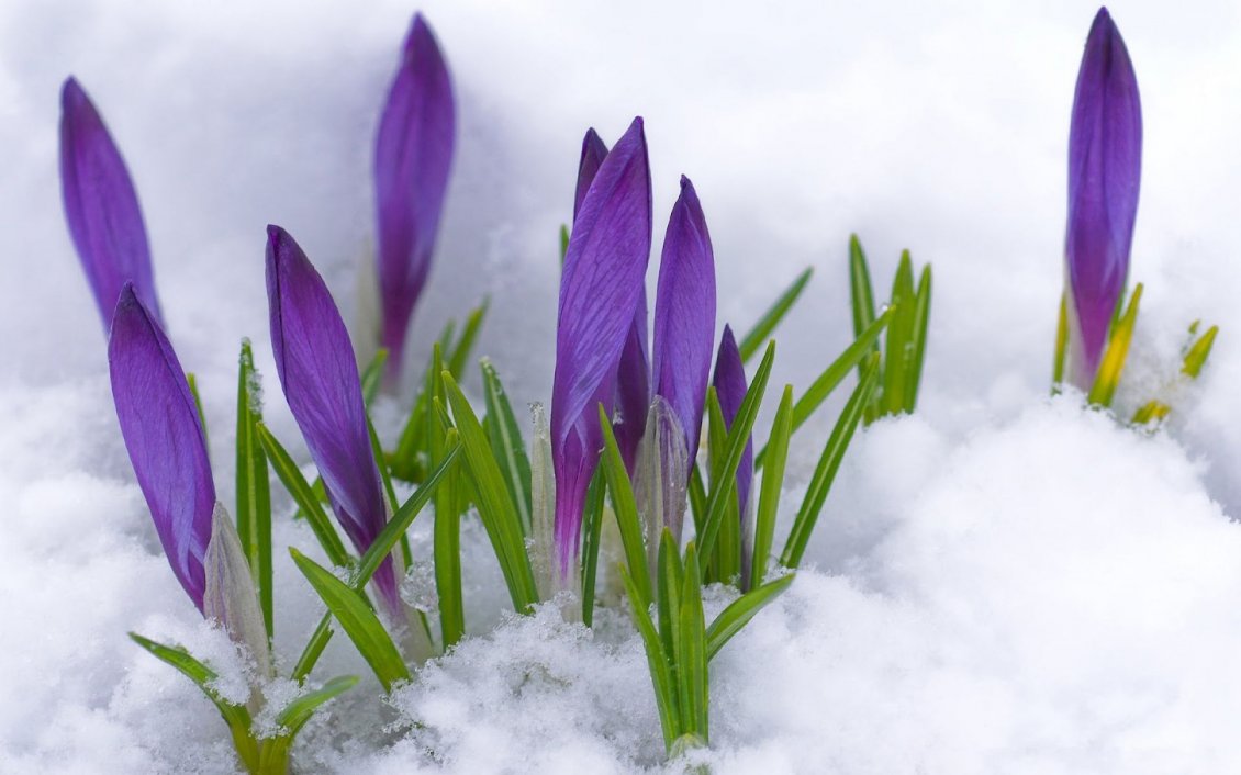 Download Wallpaper Purple Crocuses - Spring flowers under the snow