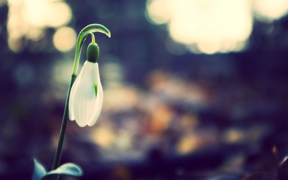 Download Wallpaper Wonderful spring flowers - One perfect snowdrop