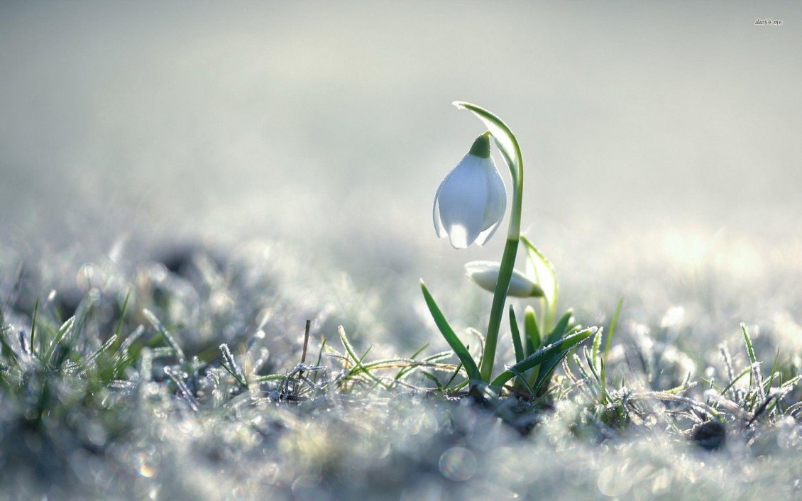 Download Wallpaper Frozen grass in a cold spring morning - Little snowdrops