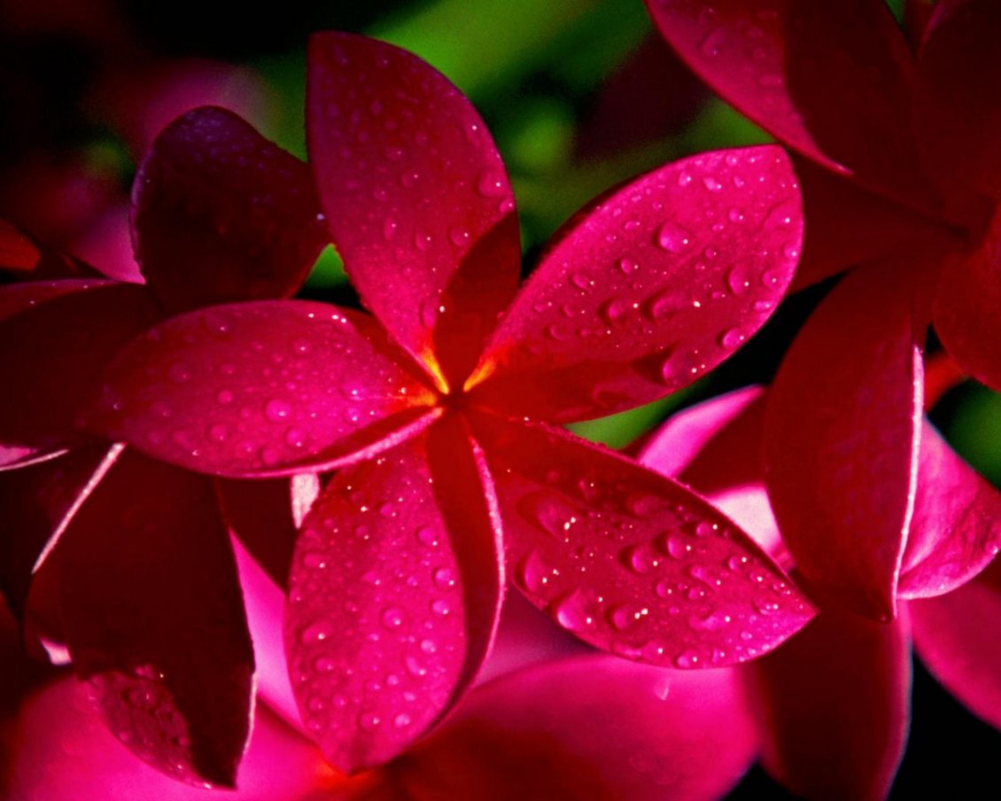 Download Wallpaper Wonderful red flower - macro water drops on the petals