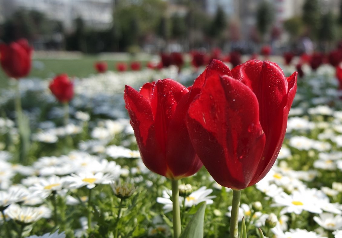 Download Wallpaper Wonderful red tulips in the garden - Spring flowers