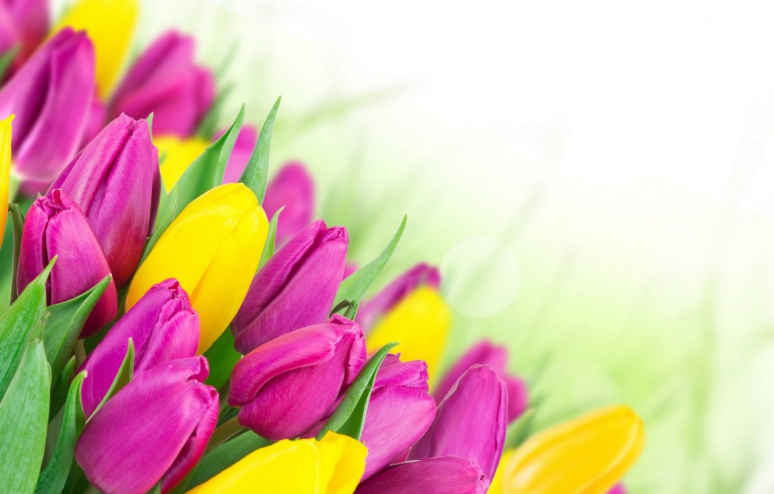 Download Wallpaper Perfect bouquet of beautiful spring flowers - Tulips