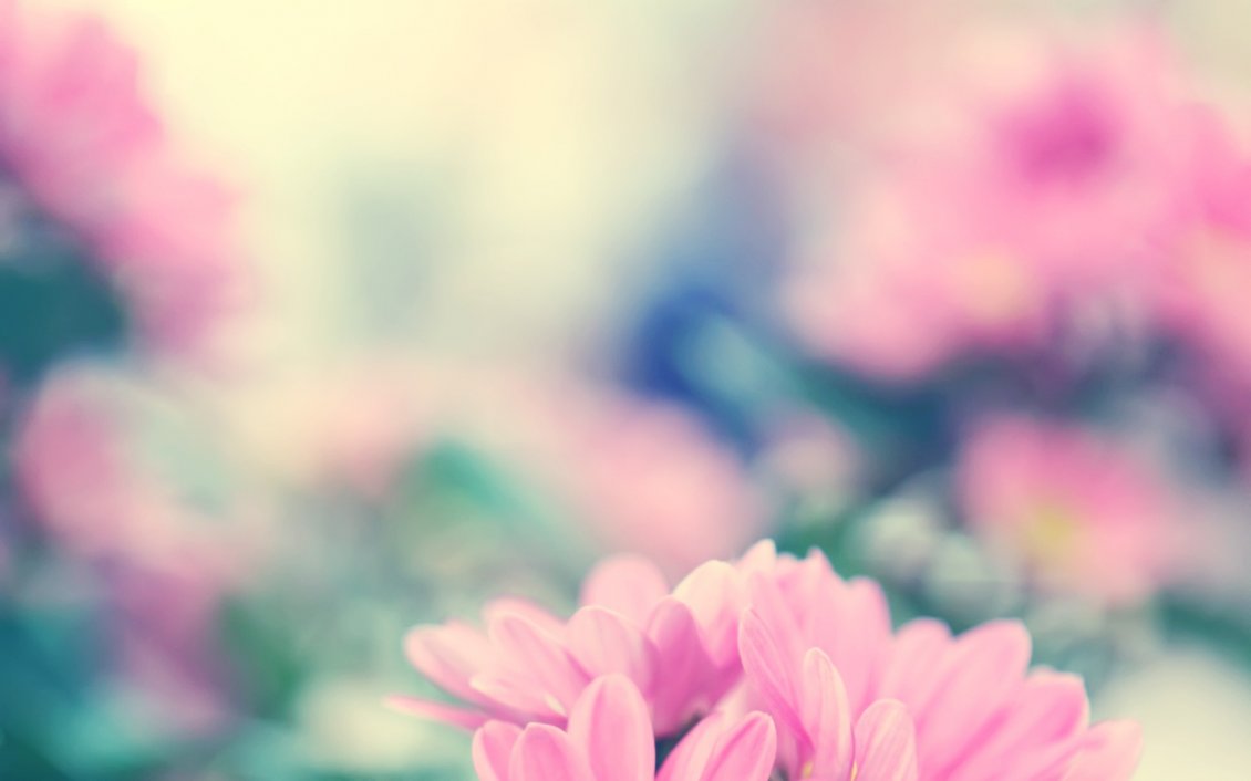 Download Wallpaper Pink flowers - Wonderful blurry wallpaper