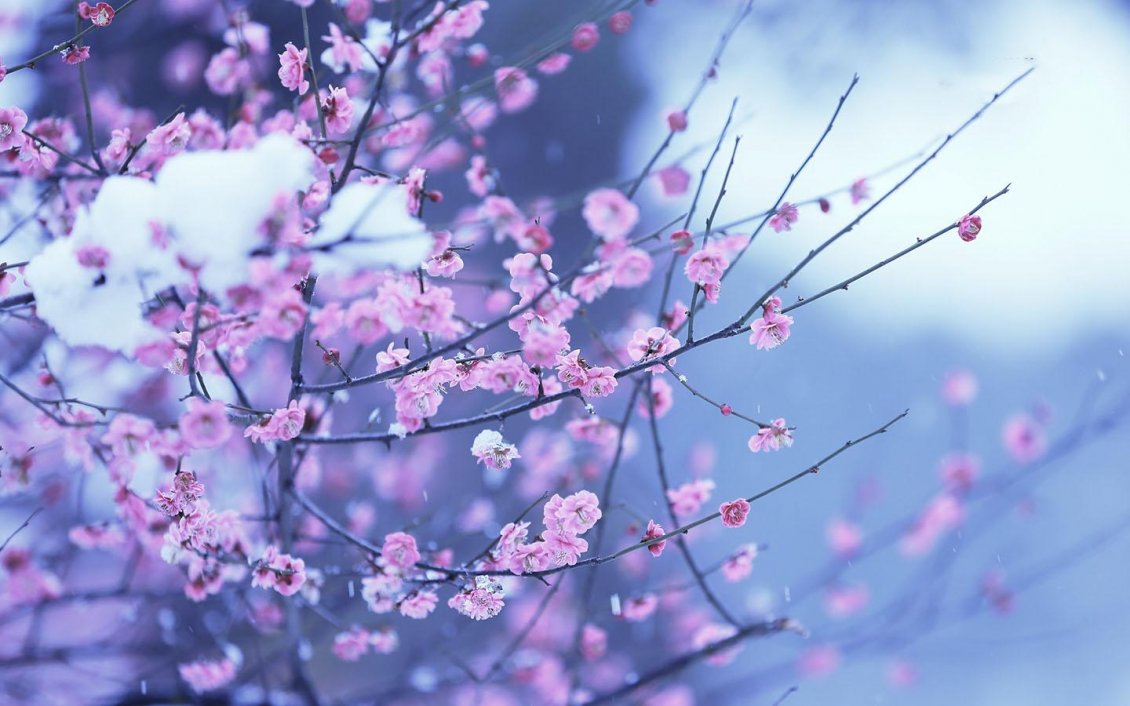 Download Wallpaper Blossom tree in endless winter - Cold snow