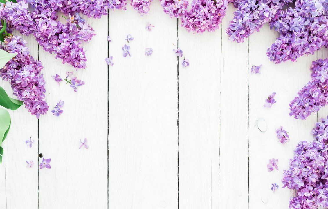 Download Wallpaper Lilac purple flowers - Photo frame spring season