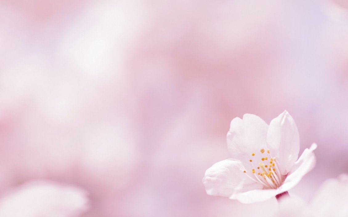 Download Wallpaper Soft cherry tree flower - Blossom time spring season
