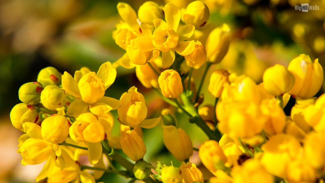 Download Wallpaper Wonderful yellow flowers - Enjoy spring perfume