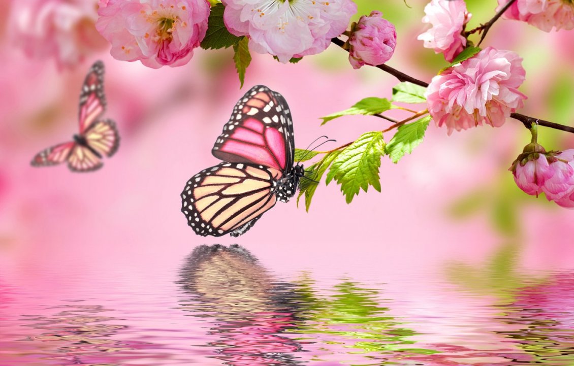 Download Wallpaper Butterfly on blossom cherry flowers - Fly over the water