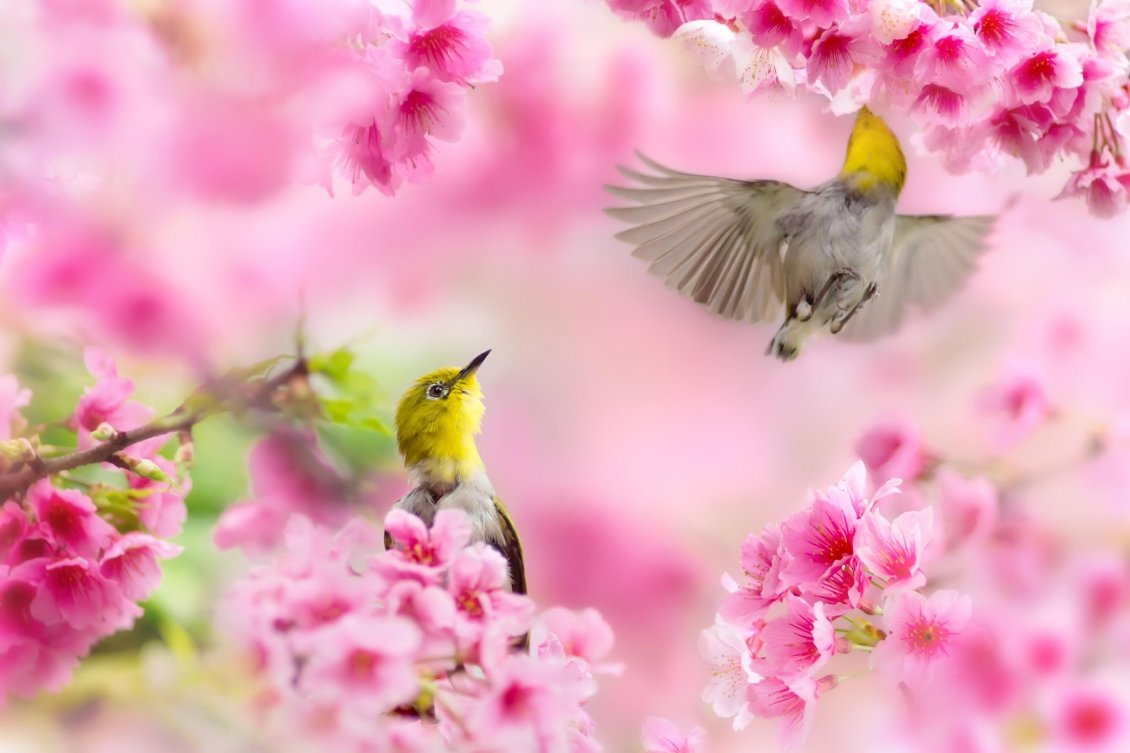 Download Wallpaper Two little birds singing in the blossom tree - Pink flowers