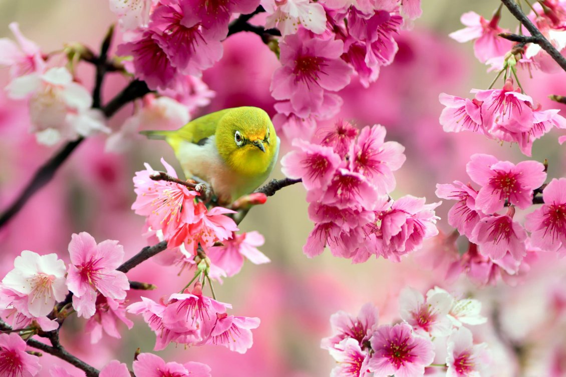 Download Wallpaper Green little bird sing in a tree - Spring blossom flowers