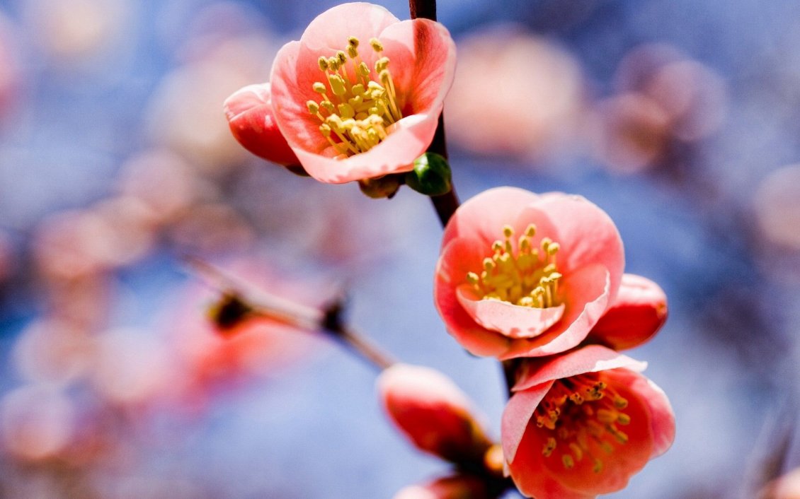 Download Wallpaper Macro spring flower - Pink color HD wallpaper