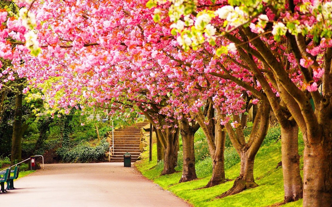 Download Wallpaper Spring walk in the park - Blossom cherry tree
