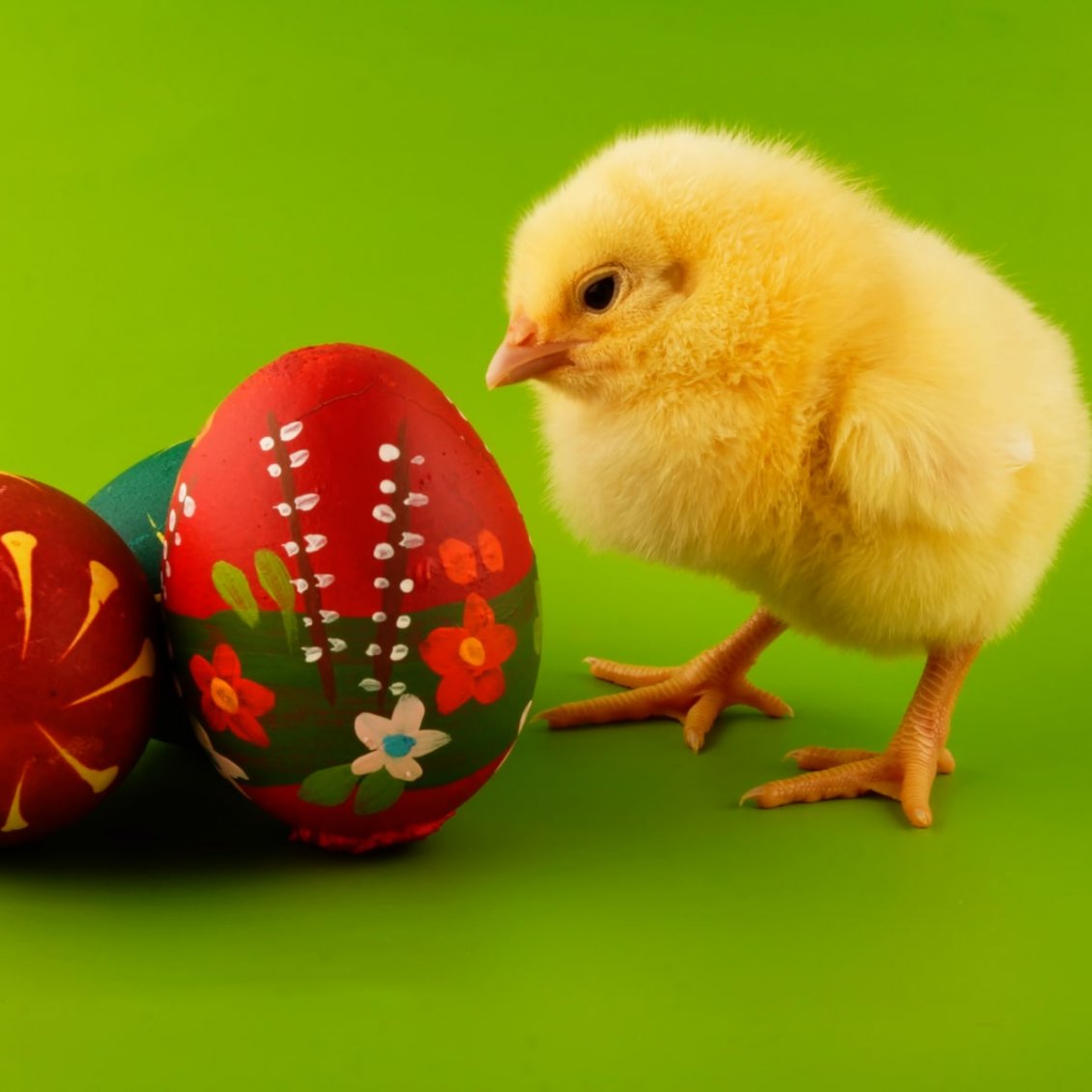 Download Wallpaper Sweet little fluffy chicken - Painted Easter eggs