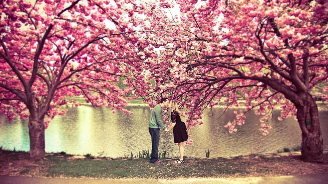 Download Wallpaper True love under the spring blossom cherry trees - Season