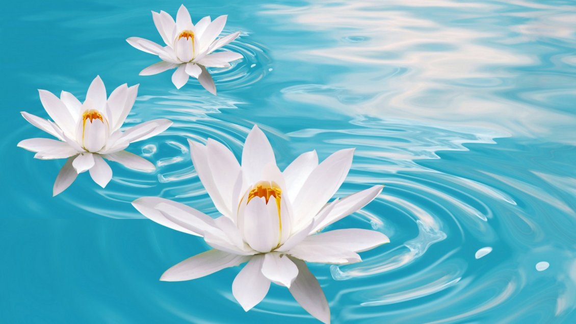 Download Wallpaper Three white waterlilies on a blue water - Flower perfume