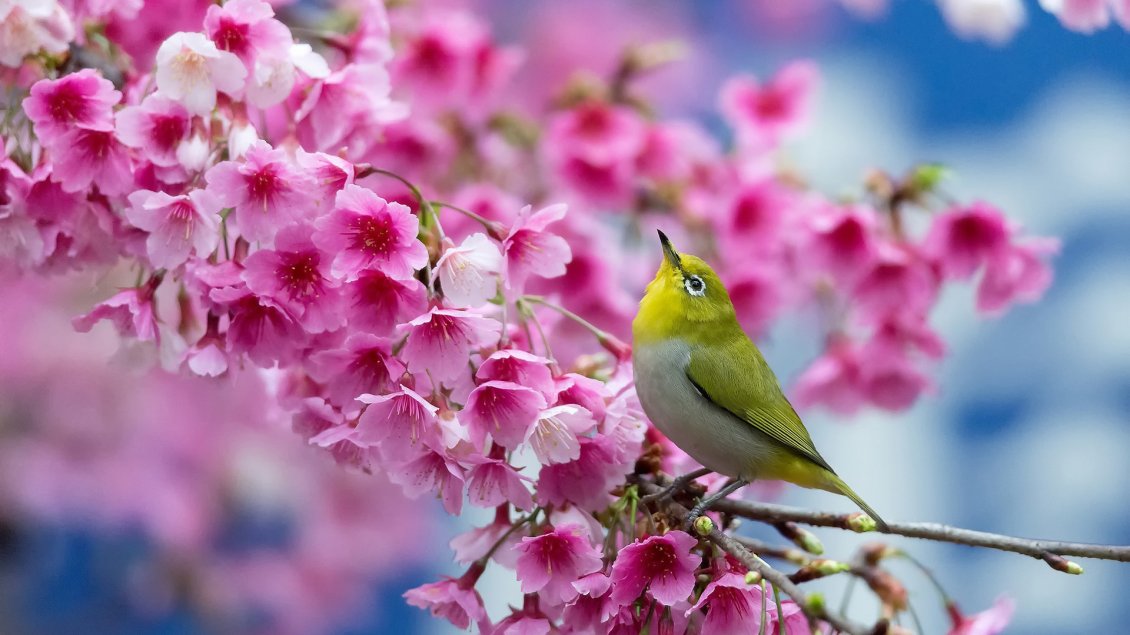 Download Wallpaper Beautiful green bird in a blossom tree - Pink flowers