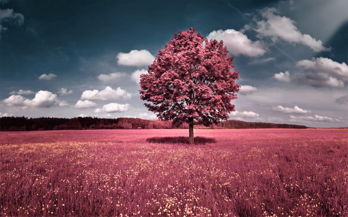 Download Wallpaper Red nature - Big single tree in a wonderful field