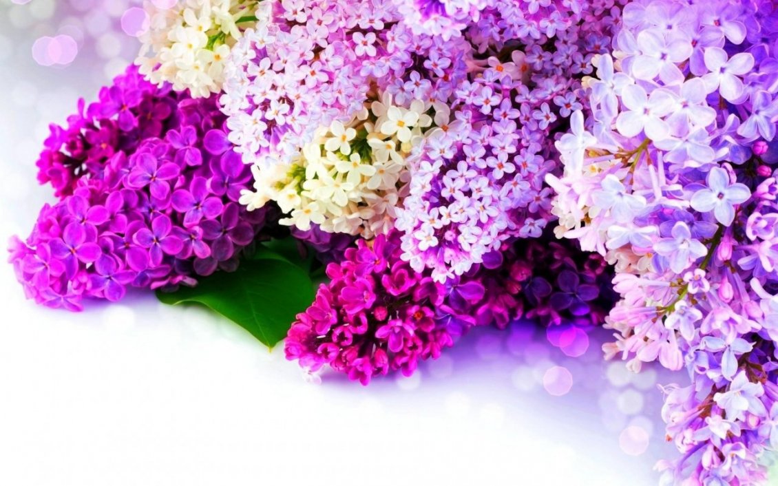 Download Wallpaper The most fragrant spring flowers - Coloruful Lilac