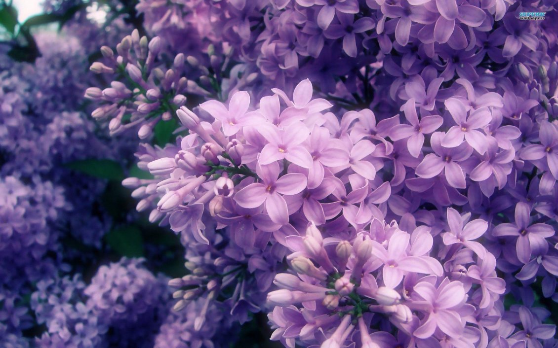 Download Wallpaper The most perfumed Spring flowers - Purple and pink Lilac