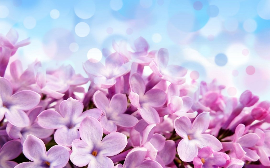 Download Wallpaper Wonderful macro pink Lilac flowers - Perfume Spring air