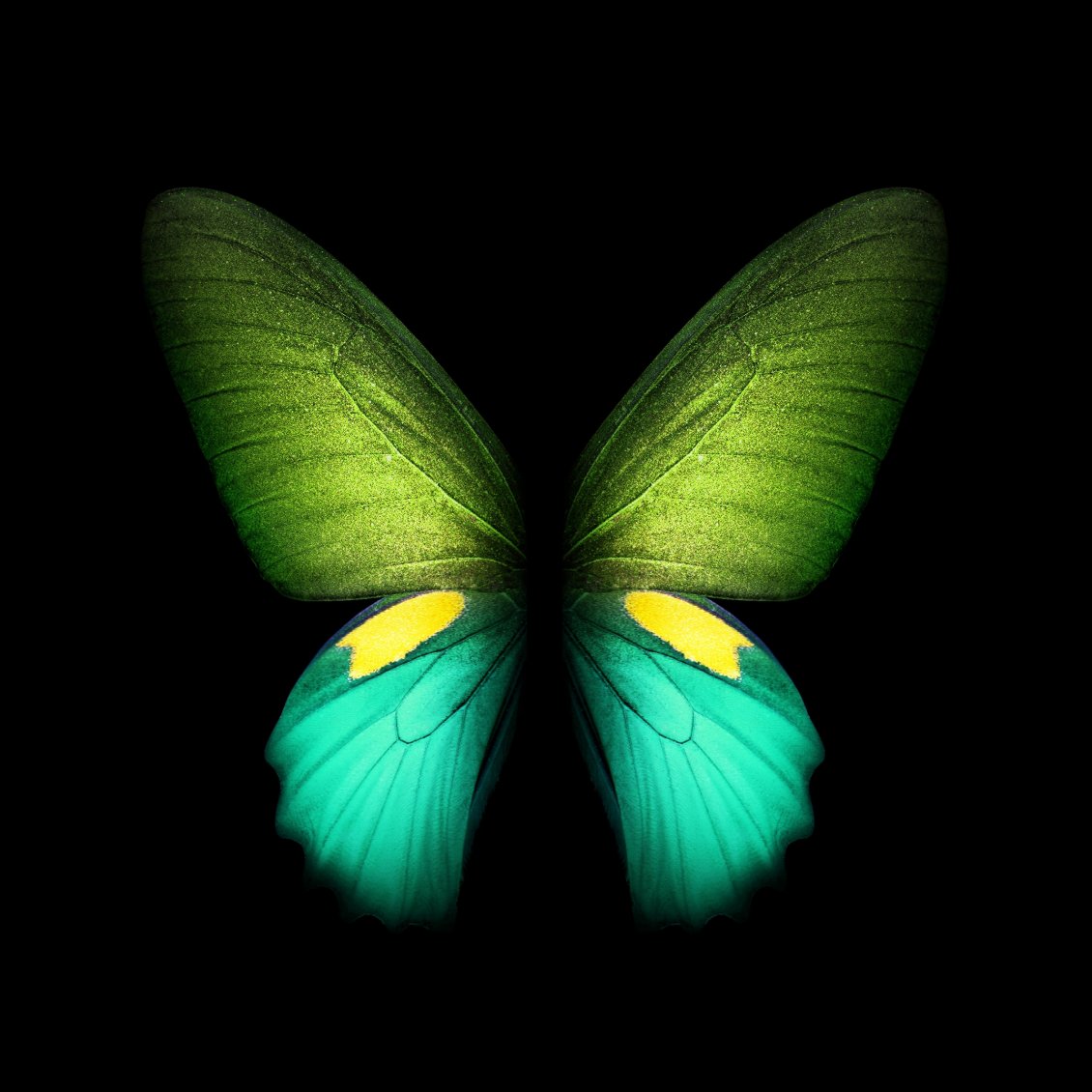 Download Wallpaper Wonderful fluorescent green butterfly - Smart phone photo