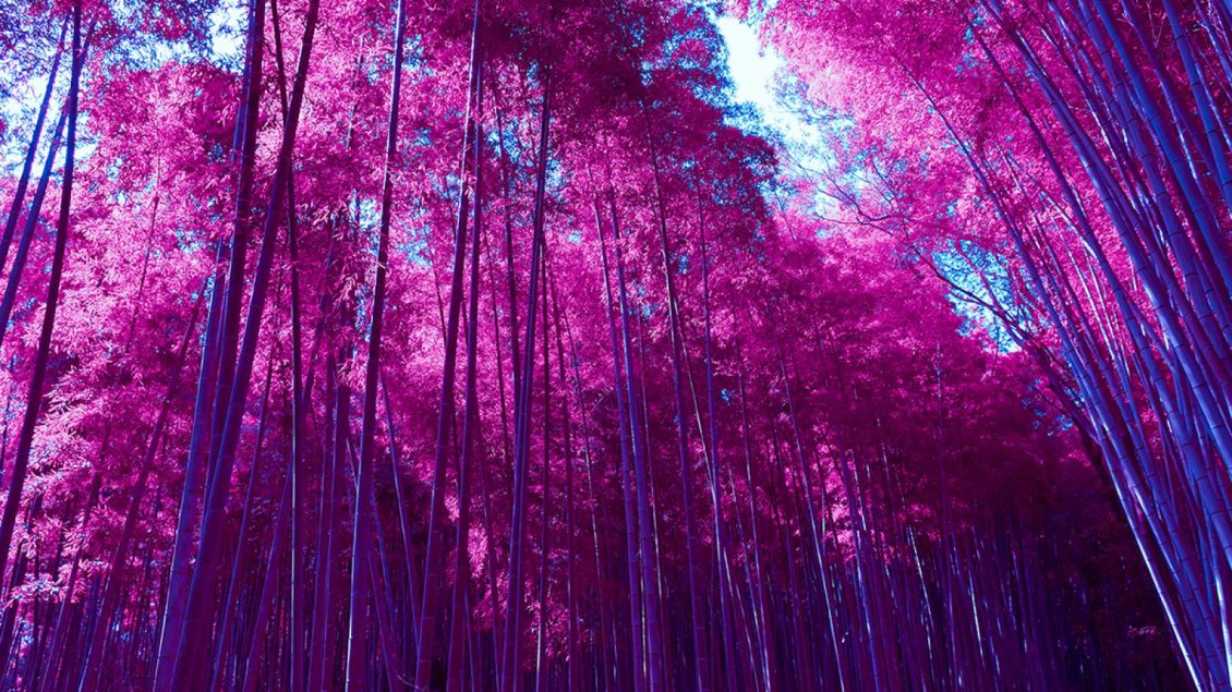 Download Wallpaper Wonderful pink forest - Nature is beautiful all year