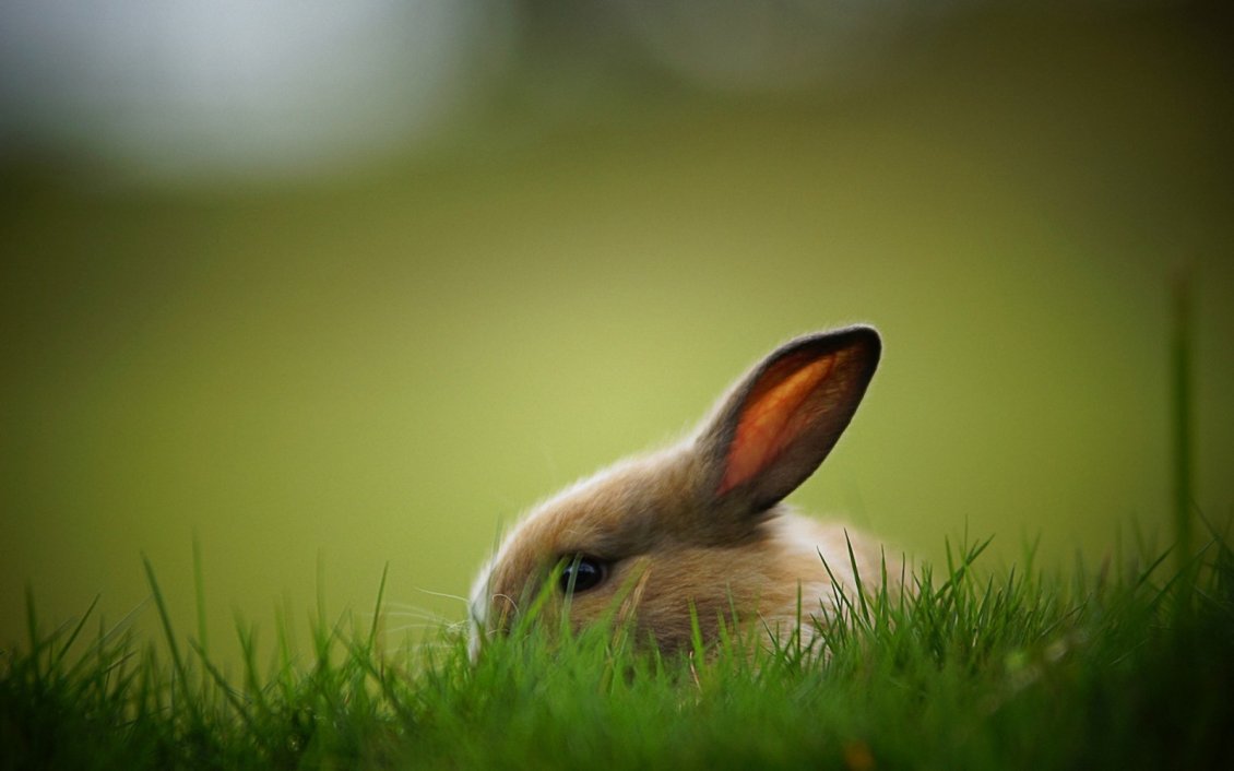Download Wallpaper Light brown rabbit in the green grass - Domestic animal