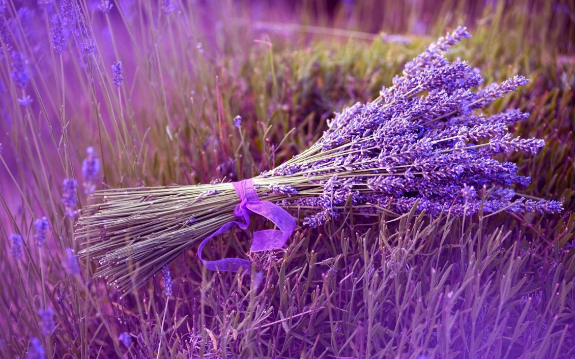 Download Wallpaper Small bouquet of Lavender flower - Beautiful color perfume