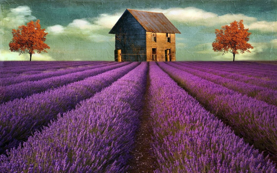 Download Wallpaper Beautiful painting of Lavender field and house in the back
