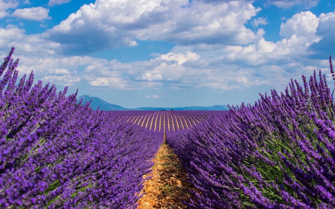 Download Wallpaper Country path in the middle of Lavender field -Purple perfume
