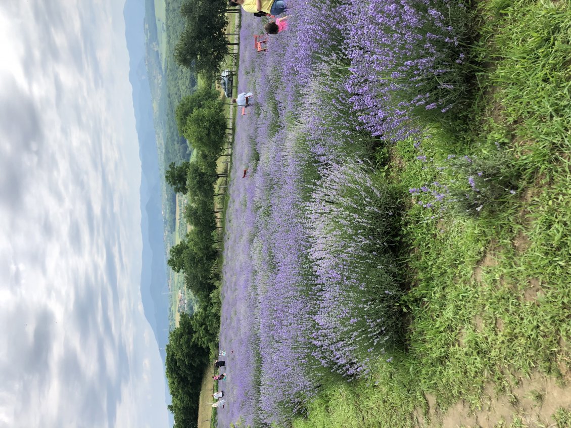 Download Wallpaper Lavender flower field in Romania - HD wallpaper