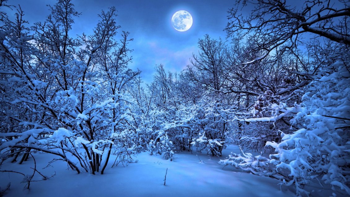 Download Wallpaper Big moon on a cold winter night - Light in the forest