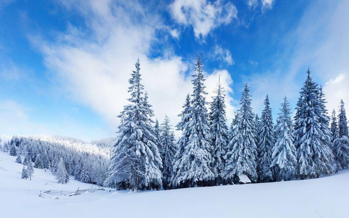 Download Wallpaper Beautiful white trees in the mountains - Winter season HD