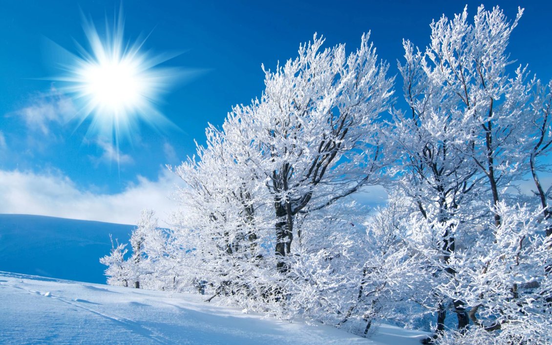 Download Wallpaper Sunny winter day - Beautiful white trees full with snow