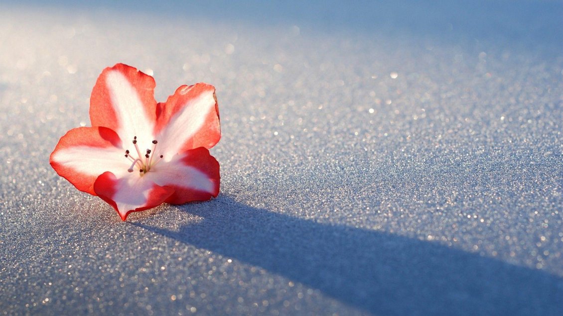 Download Wallpaper Lost red flower in the white snow - HD wallpaper