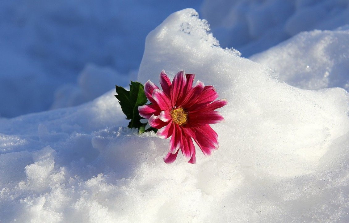 Download Wallpaper Beautiful pink flower in the white snow - Winter season