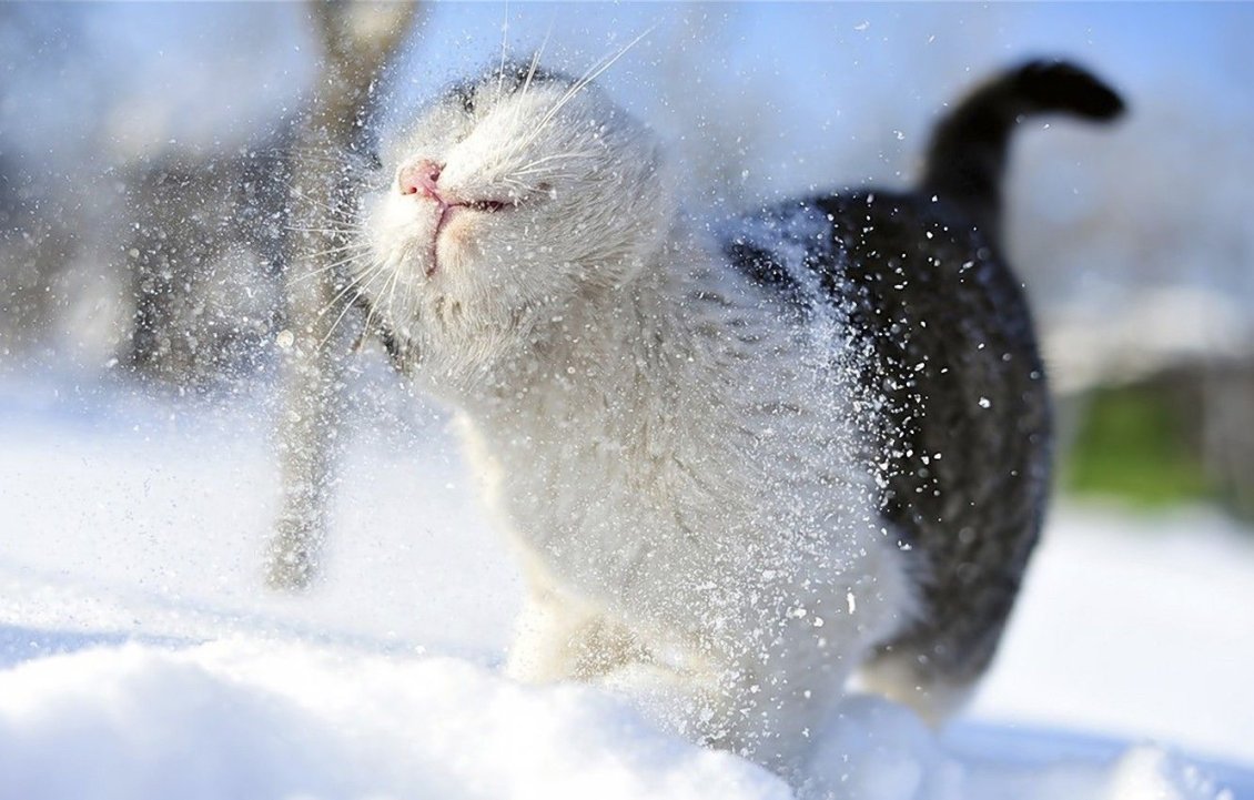 Download Wallpaper Sweet cat play in the snow - HD wonderful animal wallpaper