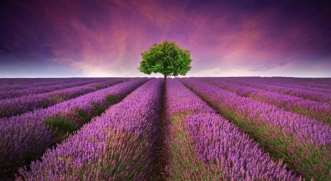 Download Wallpaper Wonderful field full of blossom lavender flowers