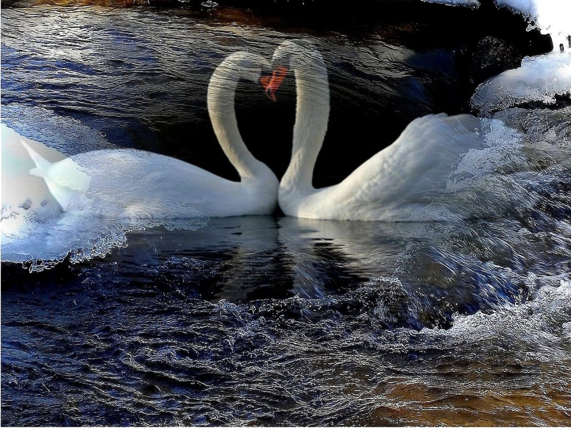 Download Wallpaper Two beautiful white swans on the lake - HD wallpaper