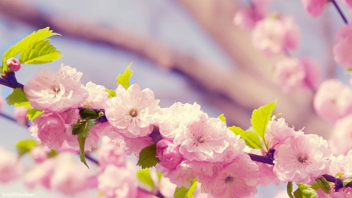 Download Wallpaper Blossom cherry flowers - HD spring season time wallpaper